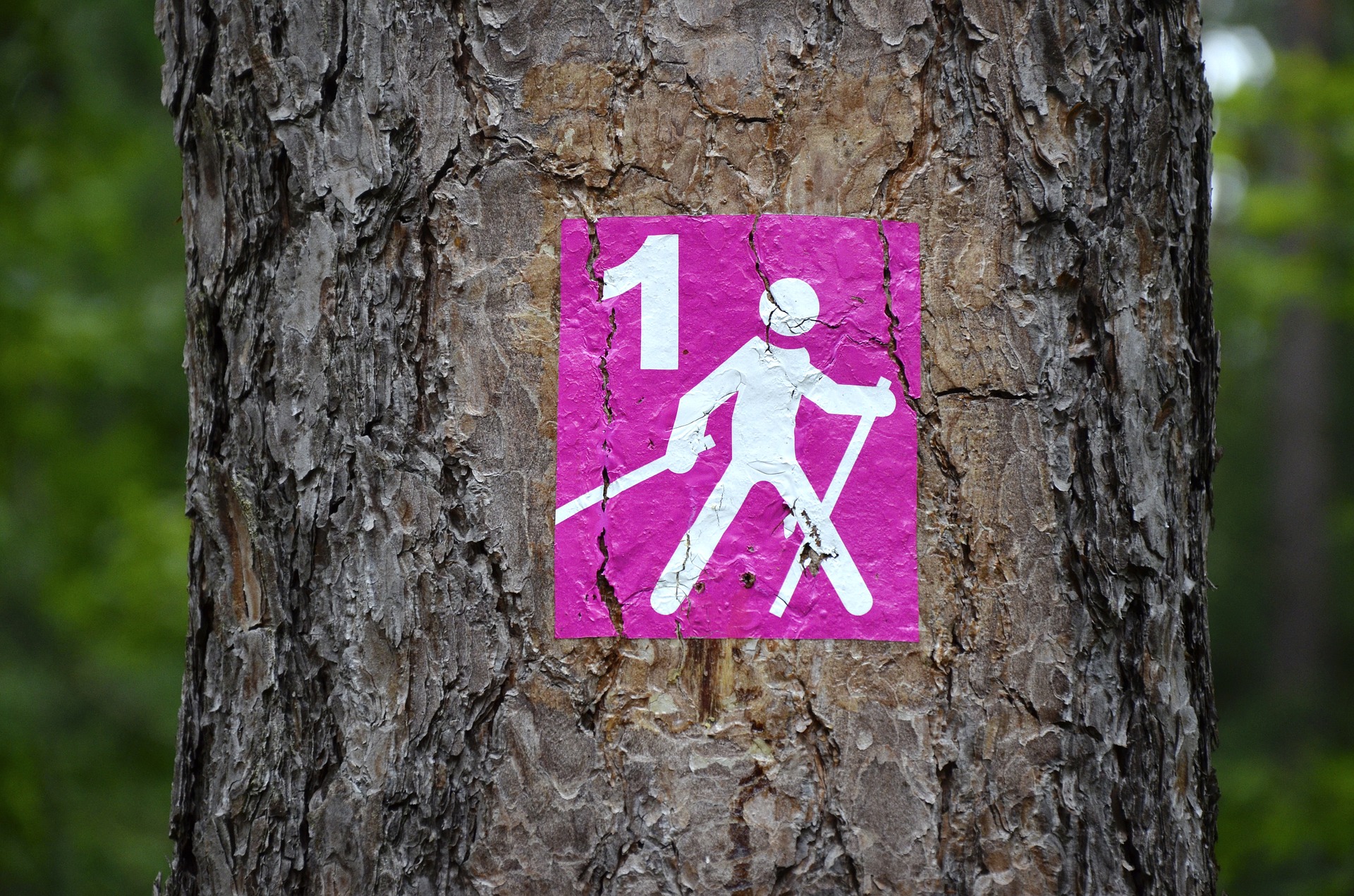 Przygoda z Nordic Walking – jak dobrać kije, jak chodzić i jakie są efekty?